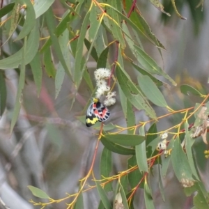 Delias harpalyce at Majura, ACT - 22 Oct 2017