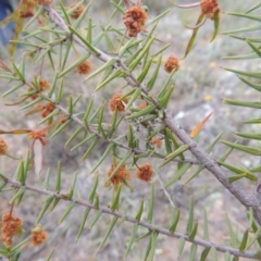 Acacia ulicifolia (Prickly Moses) at Theodore, ACT - 19 Oct 2017 by michaelb