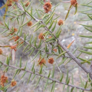 Acacia ulicifolia at Theodore, ACT - 19 Oct 2017 05:32 PM