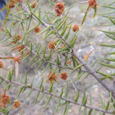 Acacia ulicifolia (Prickly Moses) at Theodore, ACT - 19 Oct 2017 by michaelb