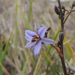 Dianella revoluta var. revoluta (Black-Anther Flax Lily) at Theodore, ACT - 19 Oct 2017 by michaelb