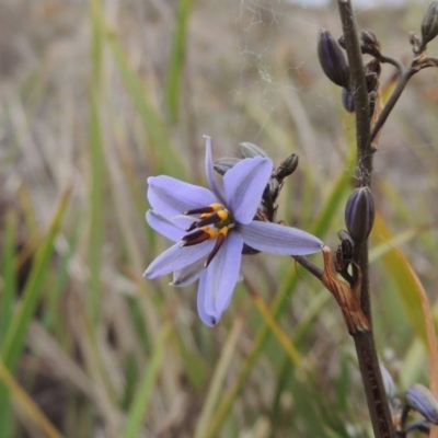 Dianella revoluta var. revoluta (Black-Anther Flax Lily) at Tuggeranong Hill - 19 Oct 2017 by michaelb