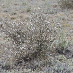 Leucopogon attenuatus at Theodore, ACT - 19 Oct 2017