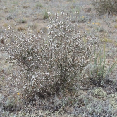 Leucopogon attenuatus (Small-leaved Beard Heath) at Theodore, ACT - 19 Oct 2017 by michaelb