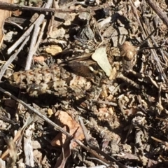 Pycnostictus sp. (genus) (A bandwing grasshopper) at QPRC LGA - 23 Oct 2017 by Wandiyali