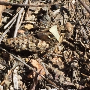 Pycnostictus sp. (genus) at Jerrabomberra, NSW - 23 Oct 2017