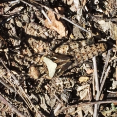 Pycnostictus sp. (genus) at Jerrabomberra, NSW - 23 Oct 2017 01:12 PM