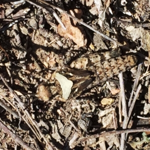 Pycnostictus sp. (genus) at Jerrabomberra, NSW - 23 Oct 2017