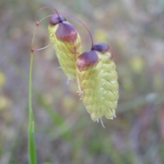 Briza maxima (Quaking Grass, Blowfly Grass) at Kambah, ACT - 22 Oct 2017 by MatthewFrawley