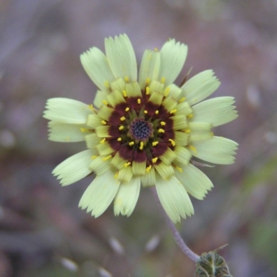 Tolpis barbata (Yellow Hawkweed) at Kambah, ACT - 22 Oct 2017 by MatthewFrawley