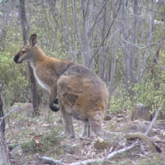 Notamacropus rufogriseus at Kambah, ACT - 22 Oct 2017 10:34 AM