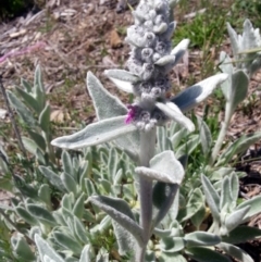 Stachys byzantina (Lambs Ears) at Bywong, NSW - 23 Oct 2017 by Varanus