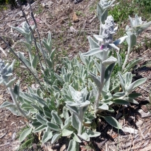 Stachys byzantina at Bywong, NSW - 23 Oct 2017 12:25 PM