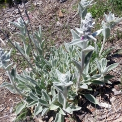 Stachys byzantina at Bywong, NSW - 23 Oct 2017