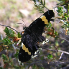 Eutrichopidia latinus (Yellow-banded Day-moth) at Mount Taylor - 22 Oct 2017 by MatthewFrawley