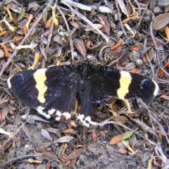 Eutrichopidia latinus at Kambah, ACT - 22 Oct 2017 11:04 AM