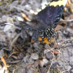 Eutrichopidia latinus at Kambah, ACT - 22 Oct 2017 11:04 AM