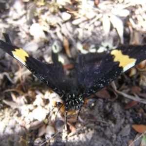 Eutrichopidia latinus at Kambah, ACT - 22 Oct 2017 11:04 AM