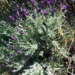 Lavandula stoechas (Spanish Lavender or Topped Lavender) at Bywong, NSW - 23 Oct 2017 by Varanus