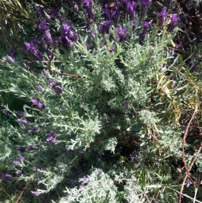 Lavandula stoechas (Spanish Lavender or Topped Lavender) at QPRC LGA - 23 Oct 2017 by Varanus