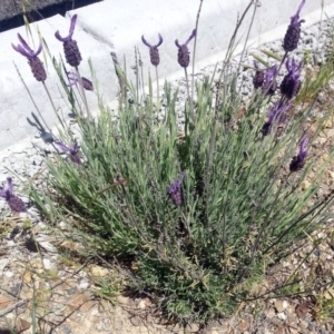 Lavandula stoechas at Bywong, NSW - 23 Oct 2017 12:23 PM