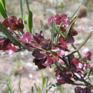 Dodonaea viscosa at Kambah, ACT - 22 Oct 2017