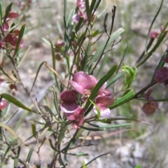 Dodonaea viscosa at Kambah, ACT - 22 Oct 2017