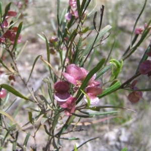 Dodonaea viscosa at Kambah, ACT - 22 Oct 2017 11:14 AM