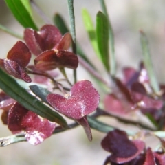 Dodonaea viscosa at Kambah, ACT - 22 Oct 2017 11:14 AM