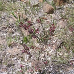 Dodonaea viscosa at Kambah, ACT - 22 Oct 2017 11:14 AM