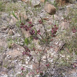 Dodonaea viscosa at Kambah, ACT - 22 Oct 2017