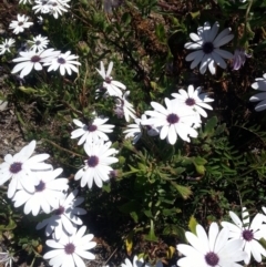 Dimorphotheca ecklonis (South African Daisy) at Bywong, NSW - 23 Oct 2017 by Varanus