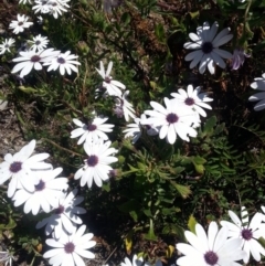 Dimorphotheca ecklonis (African Daisy) at QPRC LGA - 23 Oct 2017 by Varanus