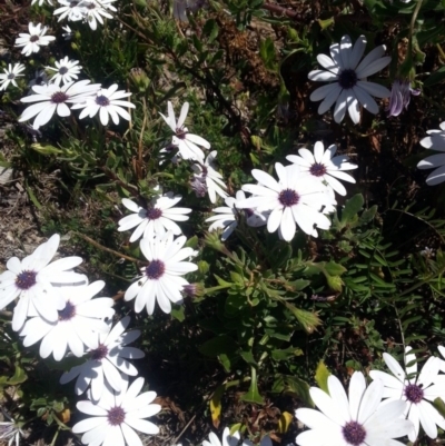 Dimorphotheca ecklonis (South African Daisy) at Bywong, NSW - 23 Oct 2017 by Varanus