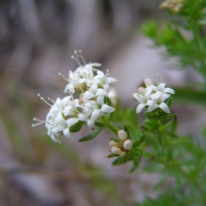 Asperula conferta at Kambah, ACT - 22 Oct 2017