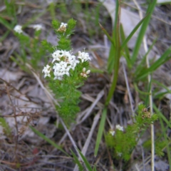 Asperula conferta at Kambah, ACT - 22 Oct 2017 10:17 AM