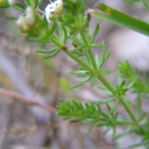 Asperula conferta at Kambah, ACT - 22 Oct 2017