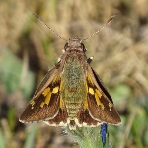 Trapezites phigalioides at Jerrabomberra, ACT - 15 Oct 2017