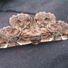 Pholodes sinistraria (Sinister or Frilled Bark Moth) at Kambah, ACT - 22 Oct 2017 by MatthewFrawley