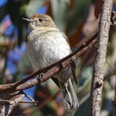 Petroica goodenovii (Red-capped Robin) at Rendezvous Creek, ACT - 22 Oct 2017 by roymcd