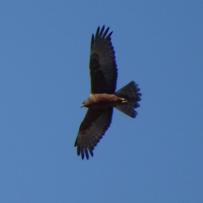 Circus approximans (Swamp Harrier) at Namadgi National Park - 22 Oct 2017 by roymcd