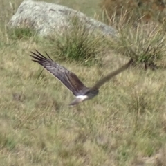 Circus approximans at Rendezvous Creek, ACT - 23 Oct 2017