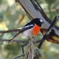 Petroica boodang (Scarlet Robin) at Booth, ACT - 23 Oct 2017 by roymcd
