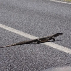 Varanus rosenbergi (Heath or Rosenberg's Monitor) at Rendezvous Creek, ACT - 23 Oct 2017 by roymcd