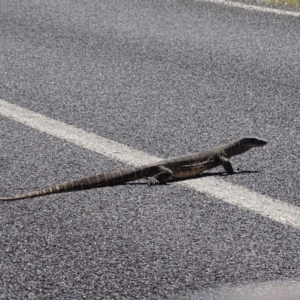 Varanus rosenbergi at Rendezvous Creek, ACT - suppressed