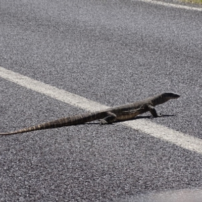 Varanus rosenbergi (Heath or Rosenberg's Monitor) at Rendezvous Creek, ACT - 23 Oct 2017 by roymcd