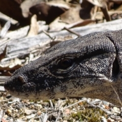 Varanus rosenbergi at Rendezvous Creek, ACT - 23 Oct 2017