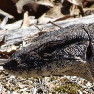 Varanus rosenbergi at Rendezvous Creek, ACT - 23 Oct 2017