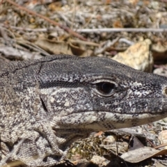 Varanus rosenbergi at Rendezvous Creek, ACT - suppressed