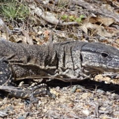 Varanus rosenbergi at Rendezvous Creek, ACT - suppressed